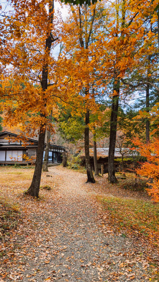 Explore a serene autumn pathway surrounded by vibrant fall foliage in rural Japan.