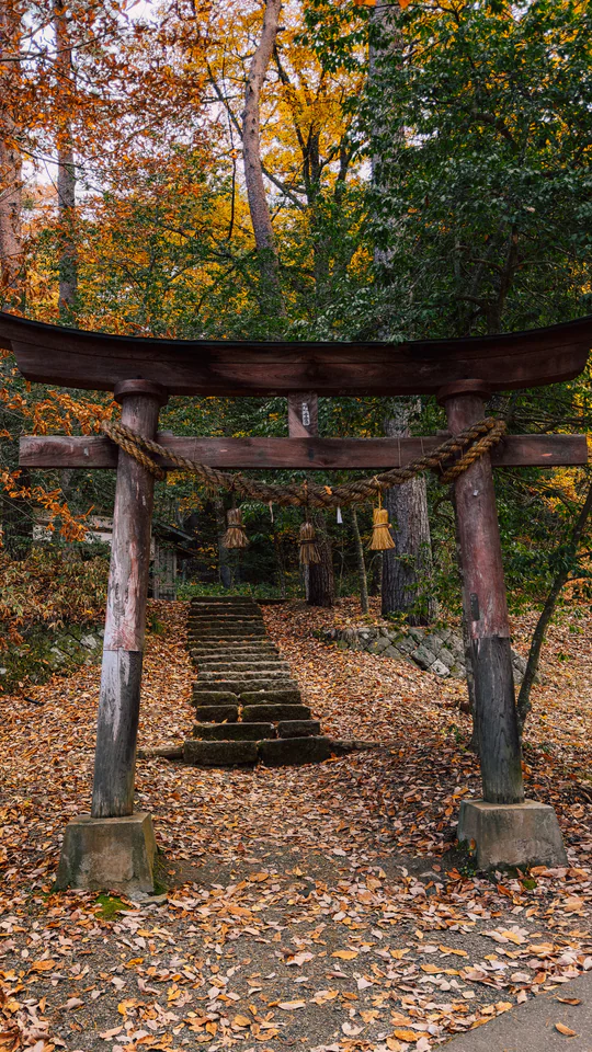 Beautiful torii gate amidst vibrant autumn foliage in a Japanese forest. Perfect for nature and travel themes.