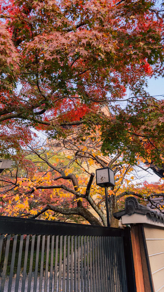 Colorful autumn leaves surround a traditional Japanese temple gate, creating a serene scene.